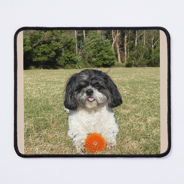 Item preview, Louie luvs to play with his fav ball designed and sold by Acearnie.