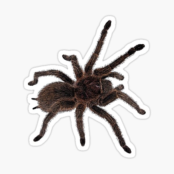 Item preview, G. Rosea Tarantula designed and sold by zenwear.