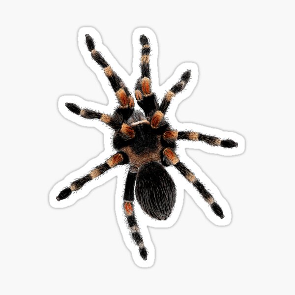 Item preview, B. Smithi Tarantula designed and sold by zenwear.