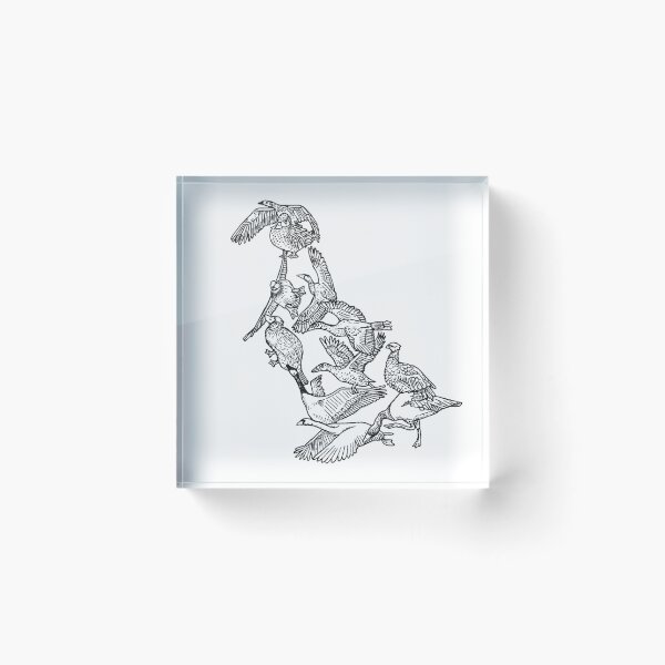 Item preview, Anseriformes - Black and White - Ducks - Birds - Evolution designed and sold by EvolutionPoster.