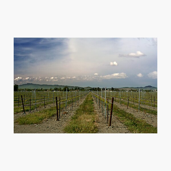 Item preview, The Vineyard designed and sold by Laurie Search Fine Art Photography.