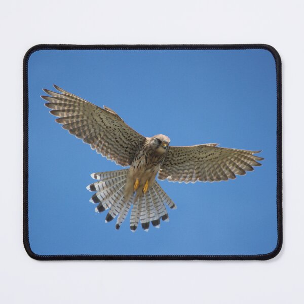 Item preview, Kestrel hovering designed and sold by LuLoveLock.