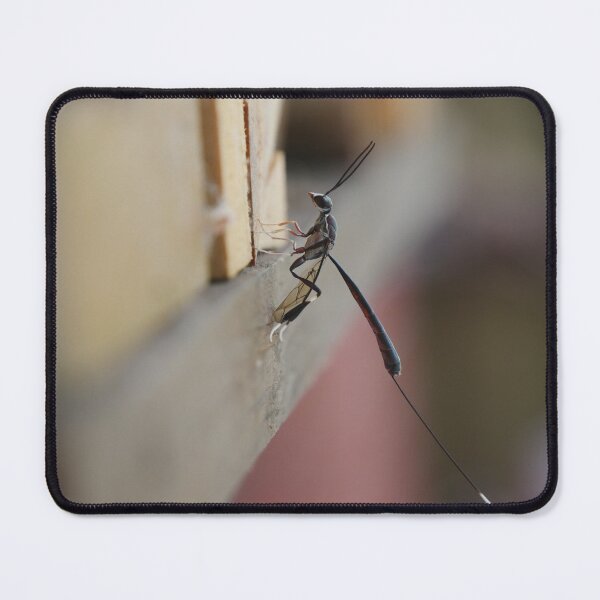 Item preview, Gasteruption Cinerescens Parasitoid Wasp designed and sold by Todays a Good Day.