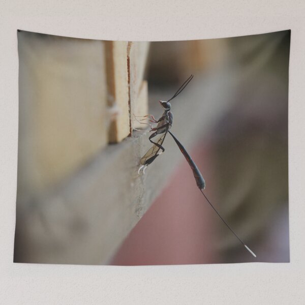 Item preview, Gasteruption Cinerescens Parasitoid Wasp designed and sold by Todays a Good Day.