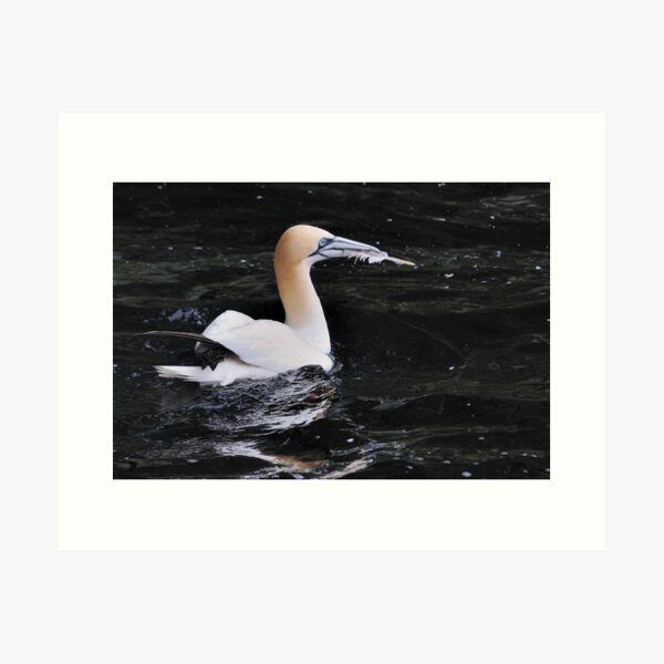Item preview, Gannet in its element designed and sold by Richard Ion.