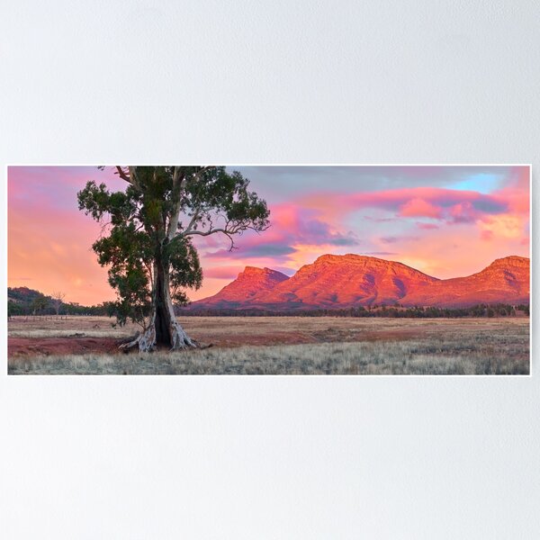 Item preview, Flinders Ranges - Cazneaux Tree Sunrise Wilpena Pound designed and sold by Adam Gormley.