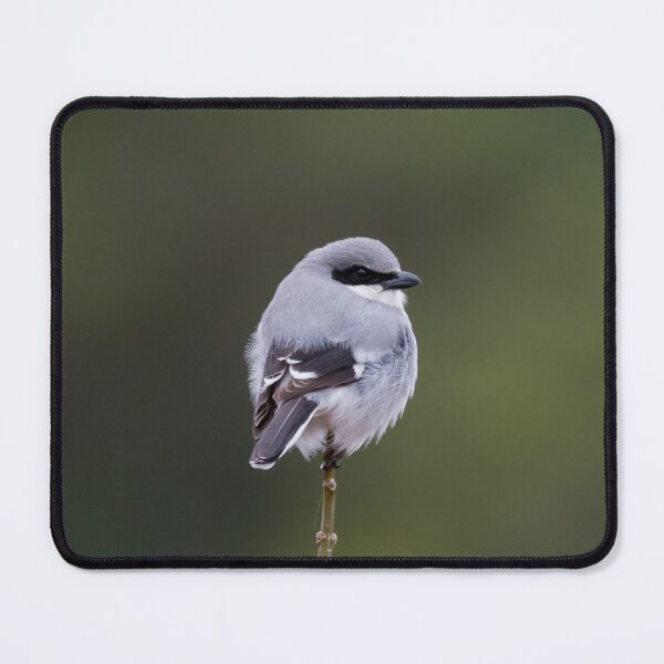 Item preview, Loggerhead Shrike designed and sold by tracyam.