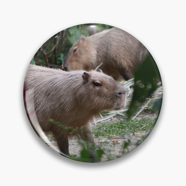 Item preview, Hydrochoerus hydrochaeris Chigüiro Capybara Capybara designed and sold by TimayPictures.