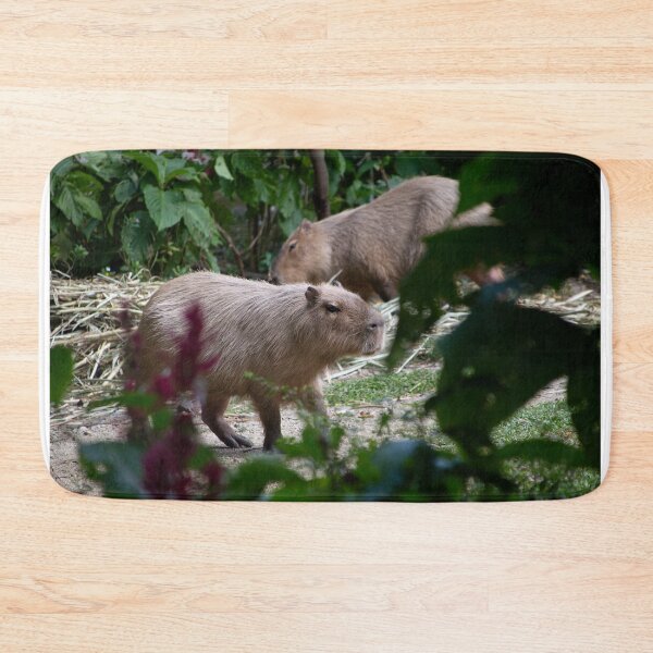 Item preview, Hydrochoerus hydrochaeris Chigüiro Capybara Capybara designed and sold by TimayPictures.