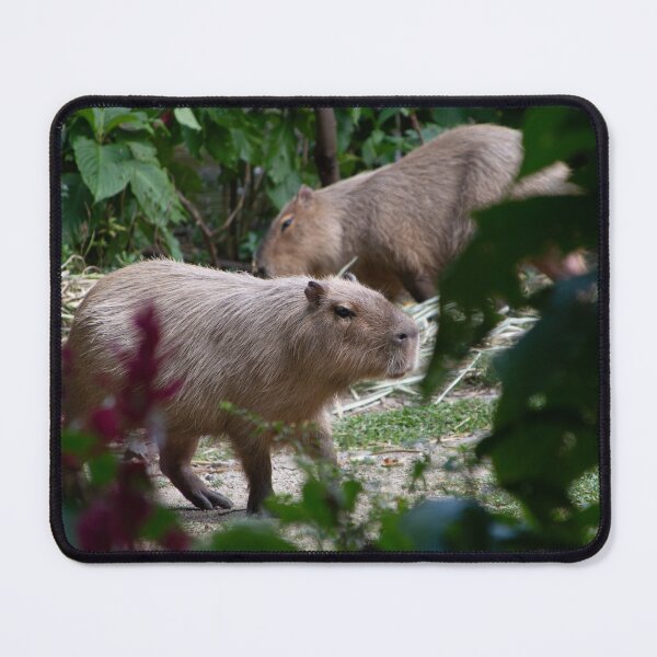Item preview, Hydrochoerus hydrochaeris Chigüiro Capybara Capybara designed and sold by TimayPictures.