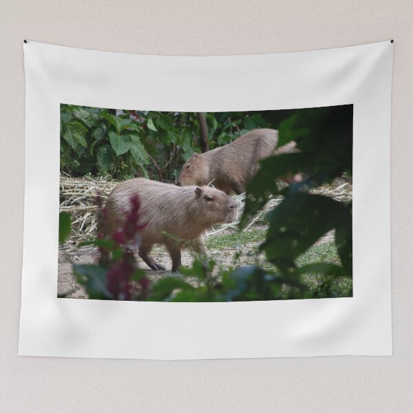 Item preview, Hydrochoerus hydrochaeris Chigüiro Capybara Capybara designed and sold by TimayPictures.