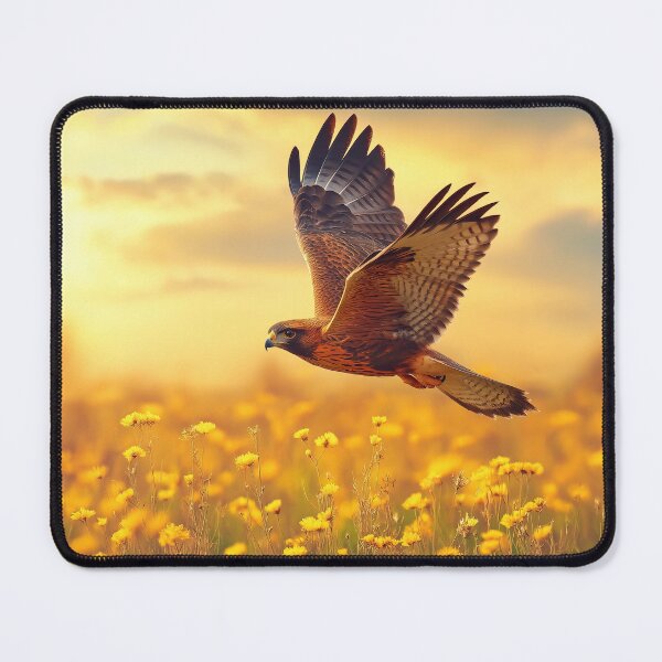 Item preview, Harris Hawk flying through fields at sunset - Wildlife photo designed and sold by TheArtistOf2022.
