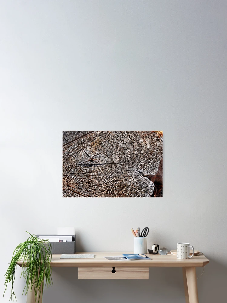 Thumbnail 2 of 3, Poster, Tree Rings designed and sold by seventySIXart&photo .