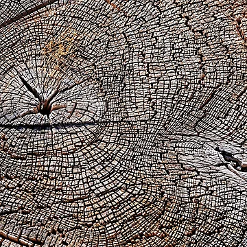 Artwork thumbnail, Tree Rings by seventySIXart&photo