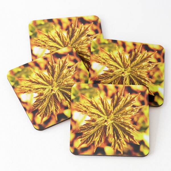 Item preview, Gold Maple designed and sold by DragonBladder.