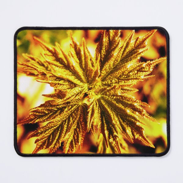 Item preview, Gold Maple designed and sold by DragonBladder.