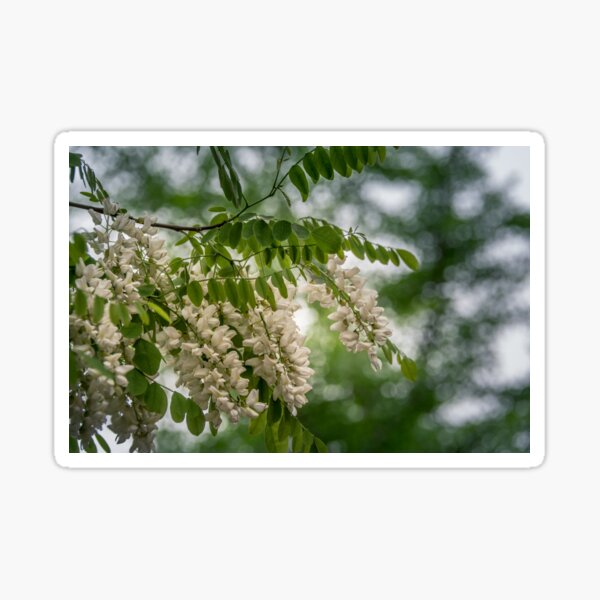 Item preview, White acacia designed and sold by LudaNayvelt.