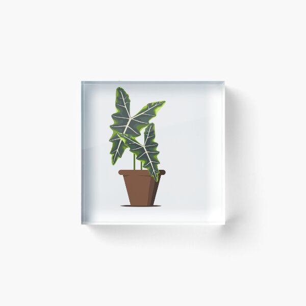 Item preview, Alocasia sarian designed and sold by 171factory.