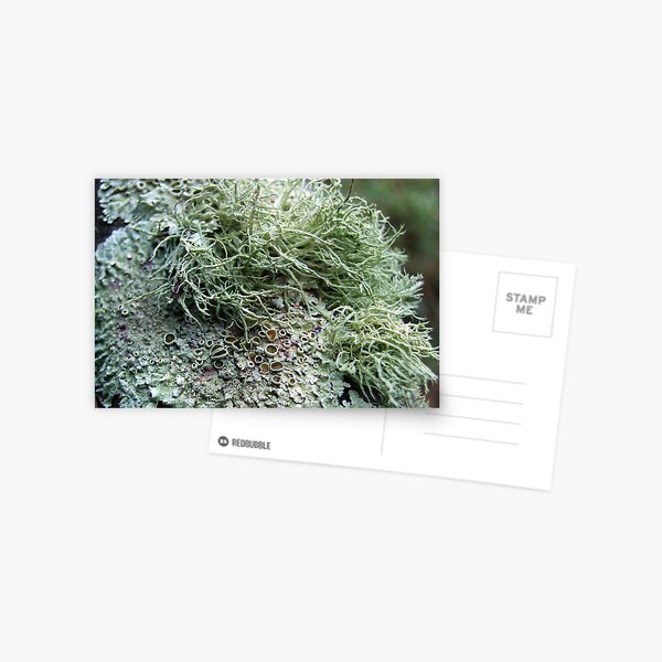 Item preview, Moss and Lichen on Wood designed and sold by Sharon McRae.