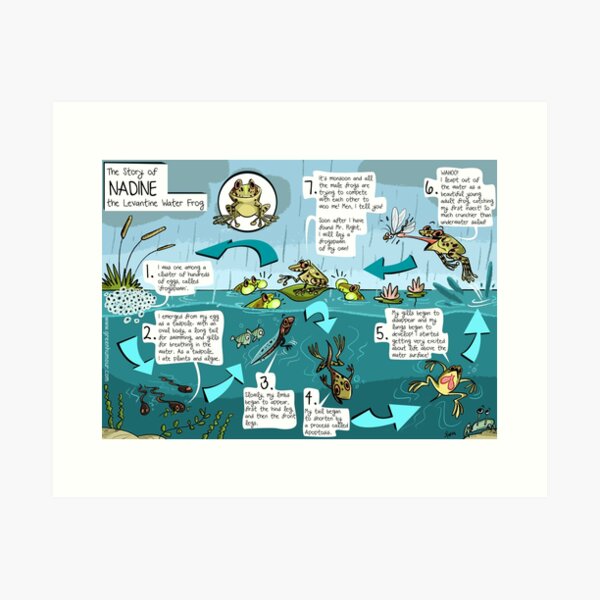 Frog Life Cycle poster Art Print