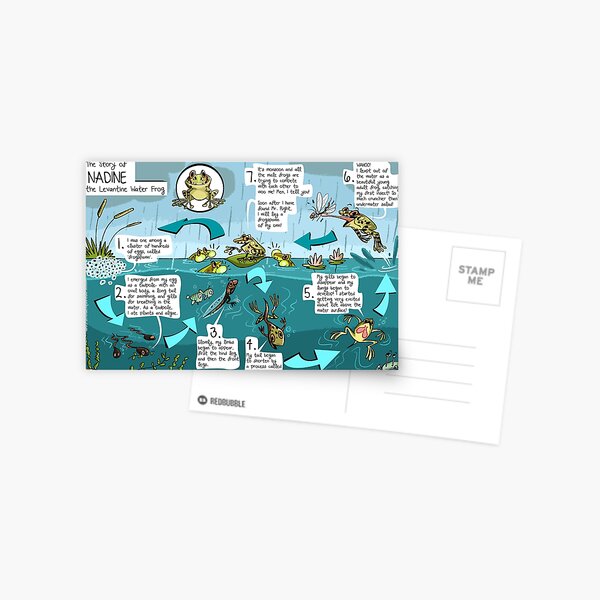 Frog Life Cycle poster Postcard