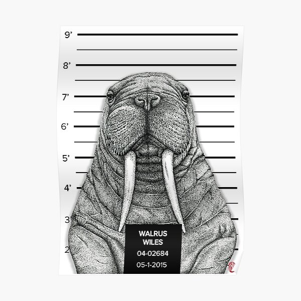 Walrus Wiles Poster