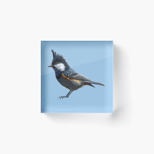 Item preview, Coal Tit Color Design  designed and sold by designsasstultd.