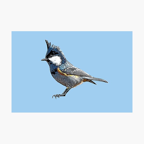 Item preview, Coal Tit Black Alternate Design  designed and sold by designsasstultd.
