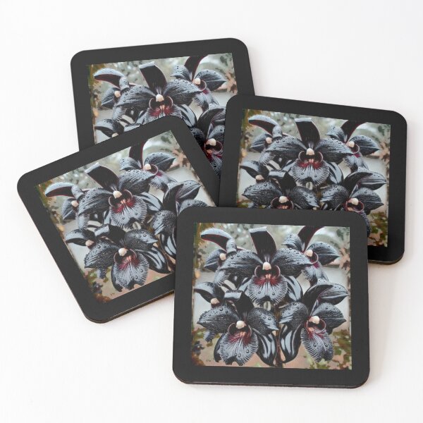 Item preview, Black Orchid Catasetum Fredclarkeara After Dark Black v1 designed and sold by Helios Be. Lavsh.