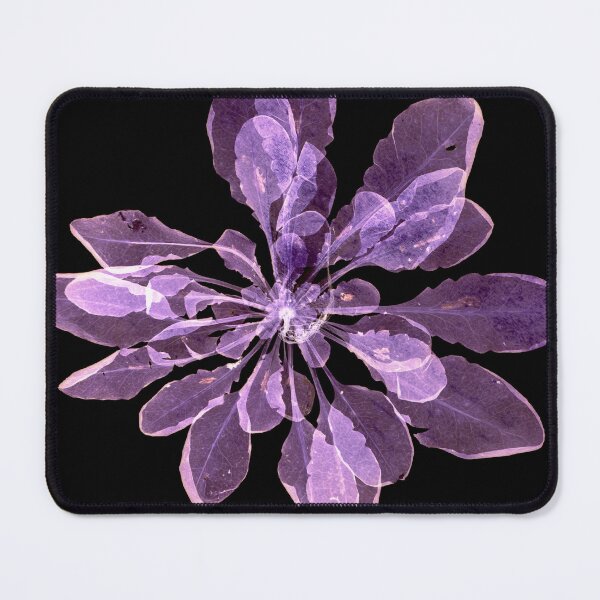 Item preview, Scan of Arabidopsis thaliana designed and sold by alepandaw.