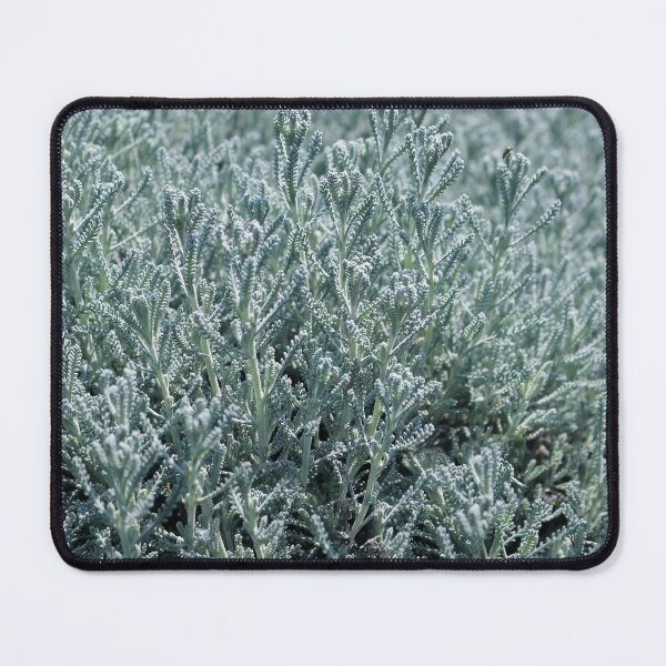 Item preview, Cotton Lavender designed and sold by pinkal.