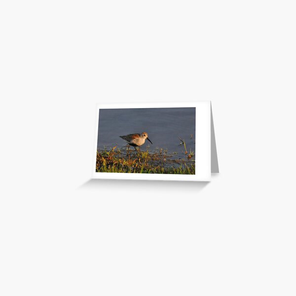 Dunlin Greeting Card