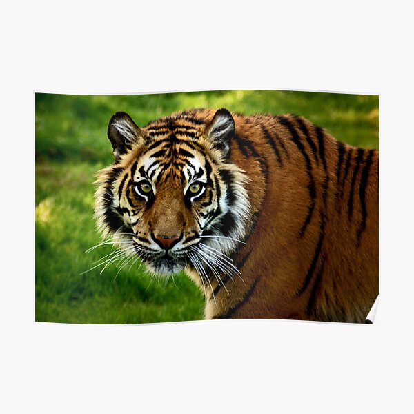 ~Sumatran Tiger! Poster