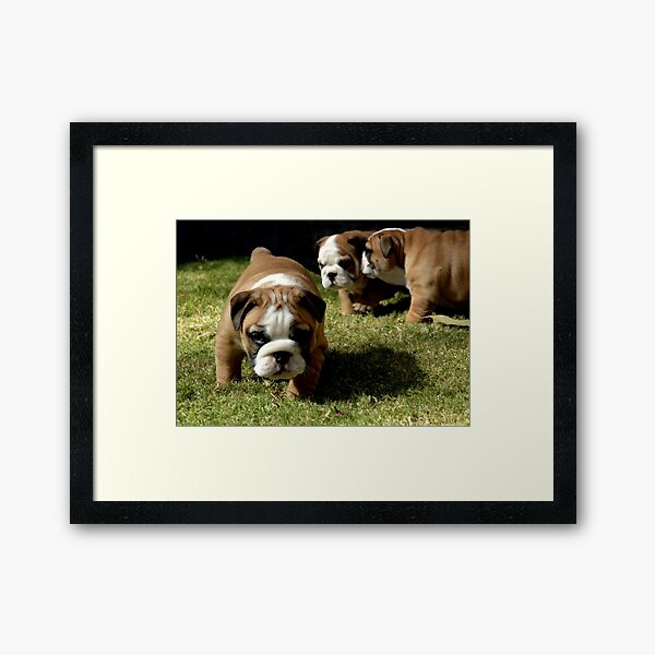 ~I TOLD YOU NO PHOTOS~ Framed Art Print