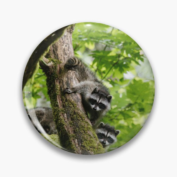Item preview, Baby Raccoons designed and sold by millivedder.