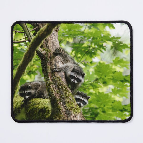 Item preview, Baby Raccoons designed and sold by millivedder.