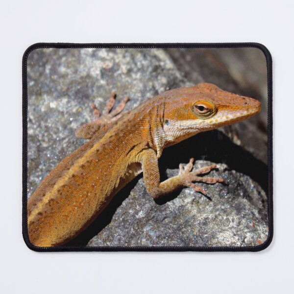 Item preview, Green anole designed and sold by Parks and X.