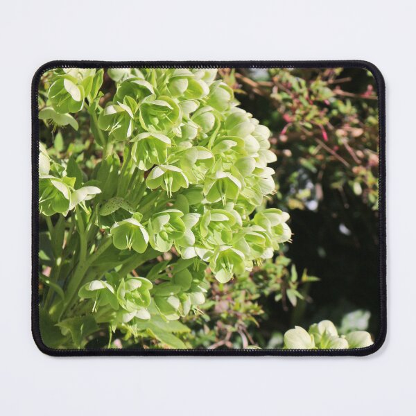 Item preview, Green Hellebore designed and sold by pinkal.