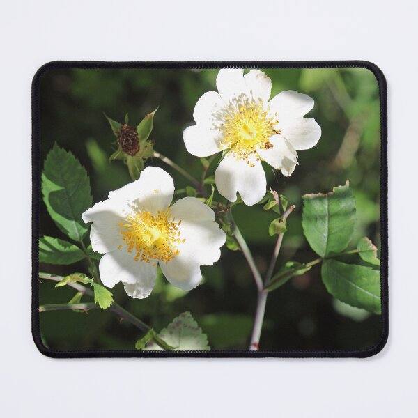 Item preview, Dog Rose Flowers designed and sold by pinkal.