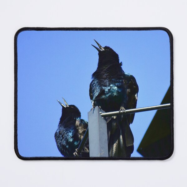 Item preview, Singing Grackles designed and sold by MercerImages.