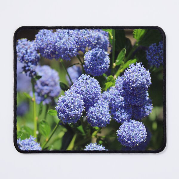 Item preview, Ceanothus designed and sold by pinkal.