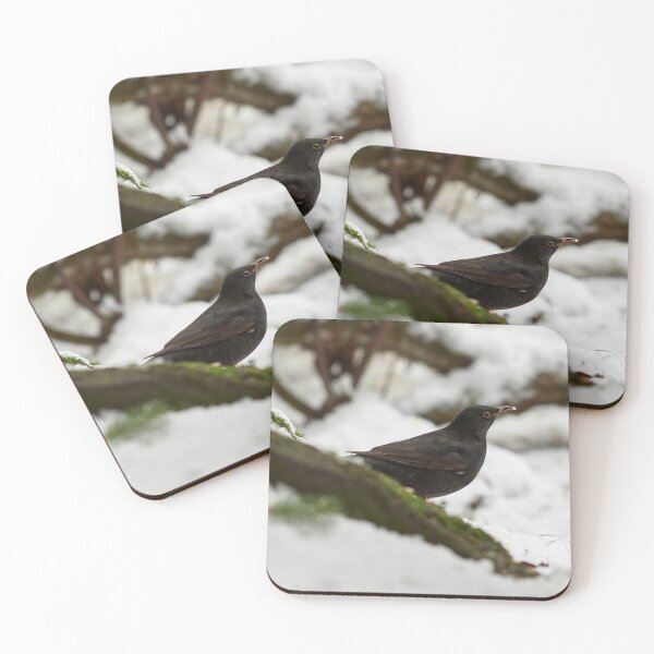 Item preview, Black on white. Eurasian blackbird designed and sold by Jouko Lehto Photography.