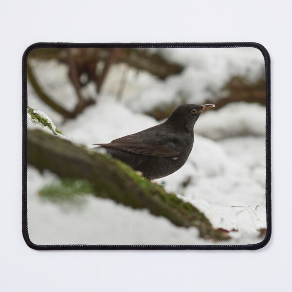 Item preview, Black on white. Eurasian blackbird designed and sold by Jouko Lehto Photography.