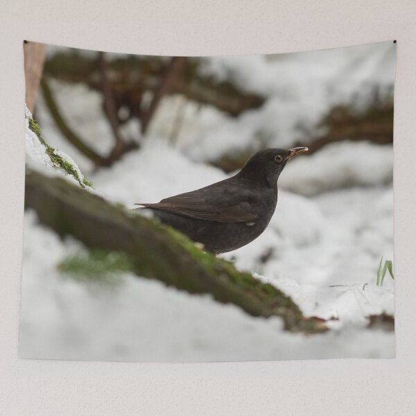 Item preview, Black on white. Eurasian blackbird designed and sold by Jouko Lehto Photography.