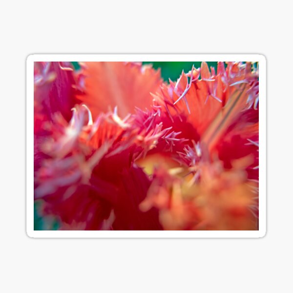 Pink Fringed Tulip Sticker