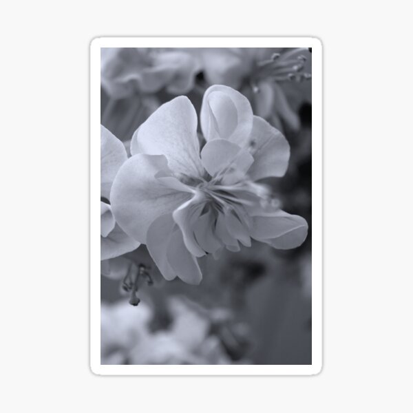 Frilly Fuchsia in Black and White Sticker