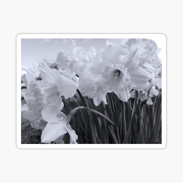 Sunny Daffodil Days Sticker