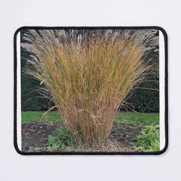 Item preview, Pampas grasses designed and sold by Emma  Amies.