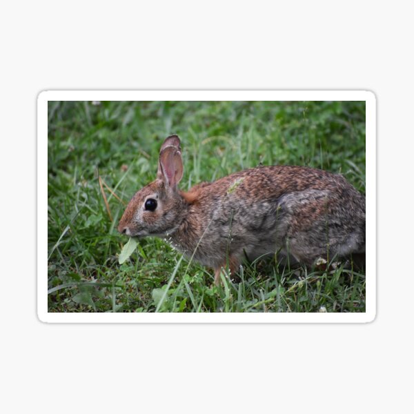 Item preview, Eastern Cottontail eating  designed and sold by Tonia Delozier's Photography .