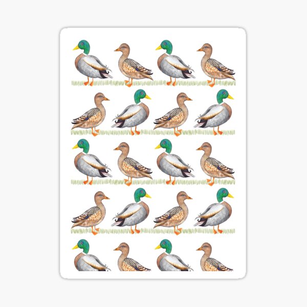 STOKE ON TRENT: AY UP DUCK Sticker